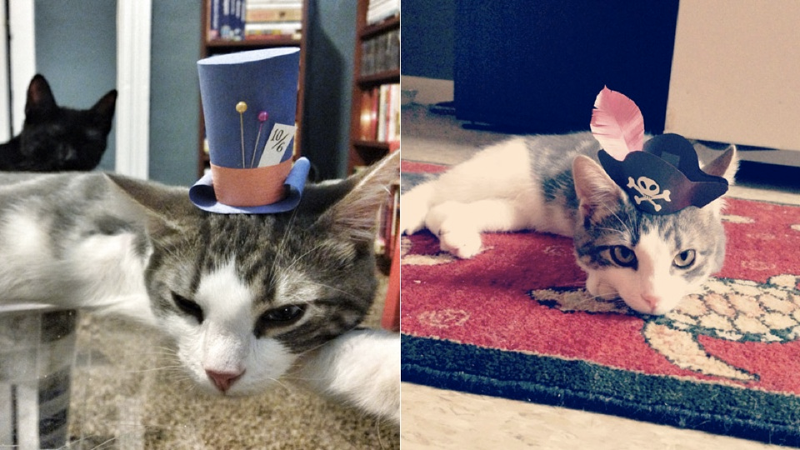 Illustration for article titled Three-legged cat wearing tiny hats will fill you with happiness